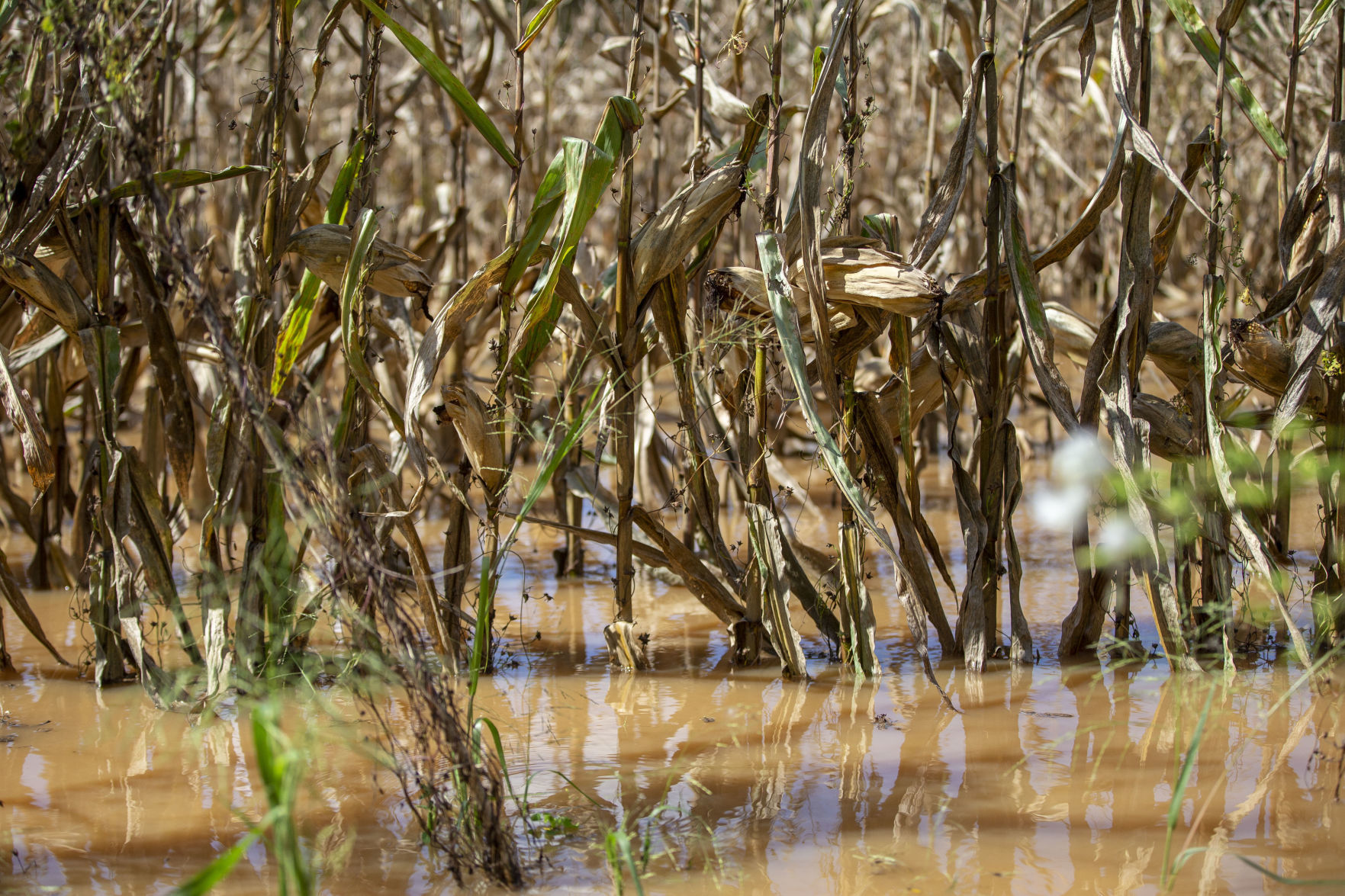Dan River Rises and Floods Parts of Madison, Mayoden, and Pine Hall